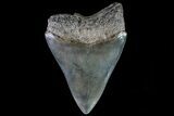 Serrated, Megalodon Tooth - Gorgeous Enamel Color #76173-1